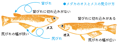 メダカの雄と雌の見分け方