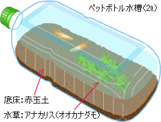 ペットボトル水槽 メダカ